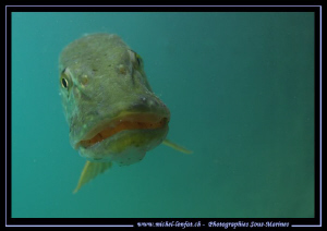 "Bouuuuuuuuh"... Que du bonheur... :O)... by Michel Lonfat 